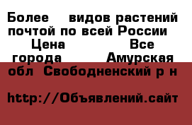 Более200 видов растений почтой по всей России › Цена ­ 100-500 - Все города  »    . Амурская обл.,Свободненский р-н